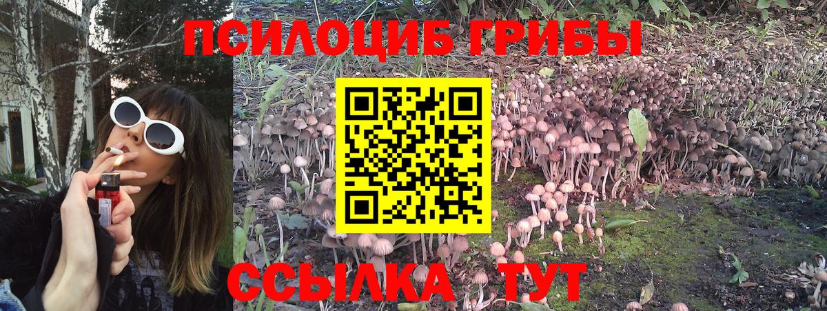 Новошахтинск  как найти   Вход с VPN  Псилоцибиновые грибы Cubensis 